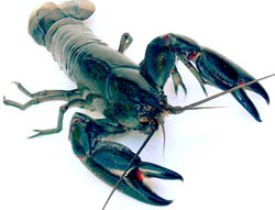 Blue Yabbie