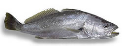 Mulloway
