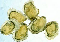 Pacific Oyster