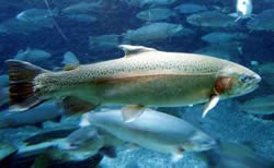 Rainbow Trout